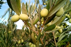 olive-trees-1126320_1920