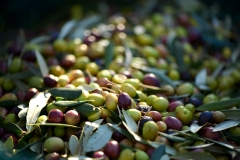 olives-253264_1920